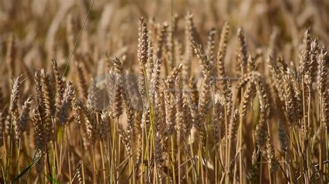 大麦和小麦的区别图片,燕麦与小麦的实物图,大麦仁(第2页)_大山谷图库