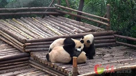 3只大熊猫打群架 吓得围观村民四散奔离_网罗三农_农民互联网