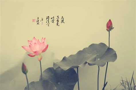 禅佛心静的图片