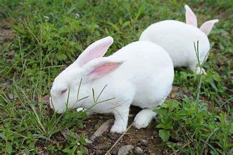 养殖种兔包回收真的殖种兔效益好 山东济宁 种兔养殖-食品商务网