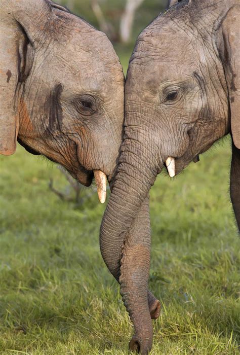 南非大象鼻勾鼻好似亲吻爱人(高清组图)|亲吻|马蒂_凤凰资讯