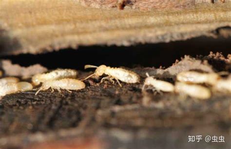 常见的白蚁种类_害虫防治资讯_除四害消杀灭虫网