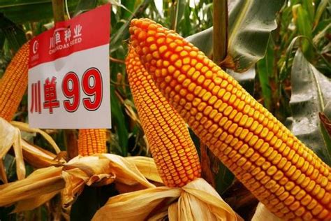 黄金粮MY73玉米种品种简介 - 农敢网