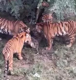动物园回应虐虎事件：饲养员与幼虎嬉戏_新浪图片