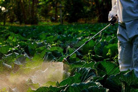 农药在菜植物上喷洒肥料给菜蔬工厂水农民高清图片下载-正版图片307968222-摄图网