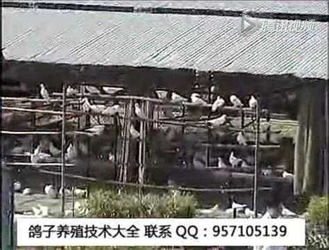 养鸽子技术大全_人工养殖鸽子技术_腾讯视频