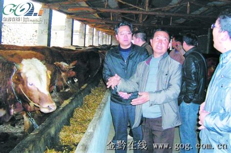 安龙以合作养殖创立“安龙牛”品牌_凤凰网