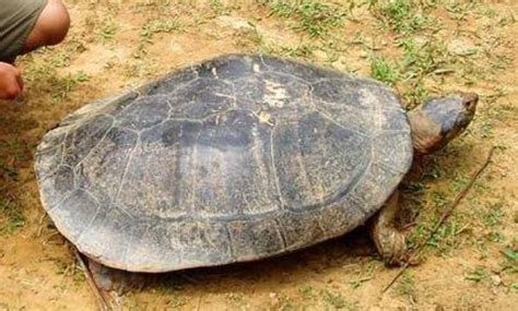 史前超级巨龟体重是现代近亲100倍 活到现在能当水产_凤凰网
