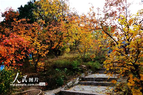 北京香山一日游攻略（秋季最美赏红叶胜地之香山旅游攻略 低音号语音导游） - 生活百科 - 去看奇闻