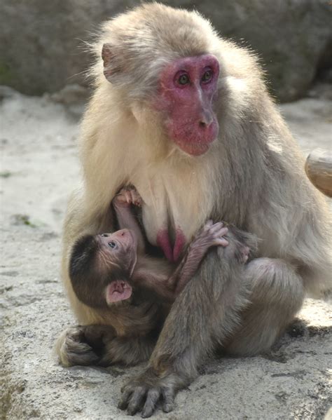 生于新时代 日本大分县小猴子取名“令和”