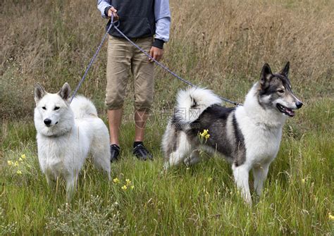 毛皮兽两只带着牵引绳的猎犬西伯利亚莱卡去散步一只狗完全是白色的第二只是黑色和白的两只猎犬西伯利亚莱卡去打猎伴侣高清图片下载-正版图片 ...