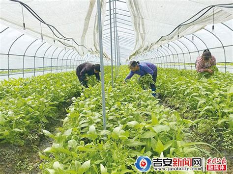 吉安县桐坪镇大力发展特色产业_吉安新闻网