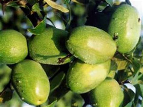 木瓜的功效与作用 木瓜的用法用量和使用禁忌 - 中药360
