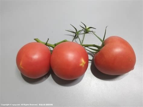 西红柿什么时候传入中国，番茄起源于哪里什么时候传入中国|admin_人人点