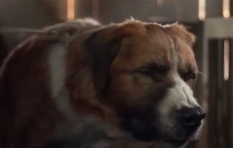 关于狗狗的电影有哪些(十部关于狗狗的感人电影催泪)-风水人