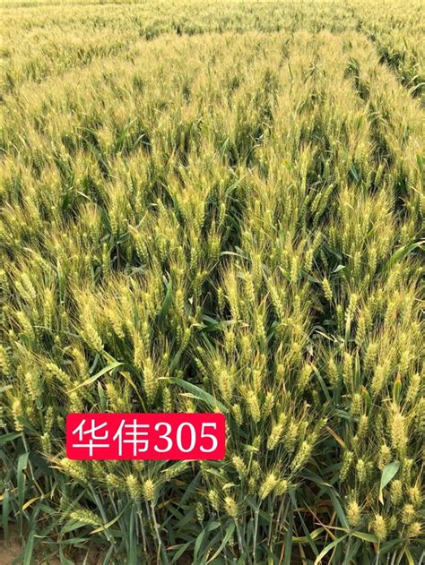 陕西省种业集团 - 小麦 - 隆麦813