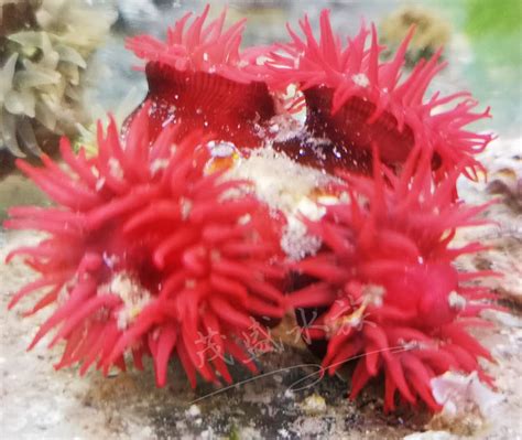 奶嘴海葵荧光绿奶嘴葵绿疣石葵红奶嘴小丑鱼共生专用海葵珊瑚活体-淘宝网