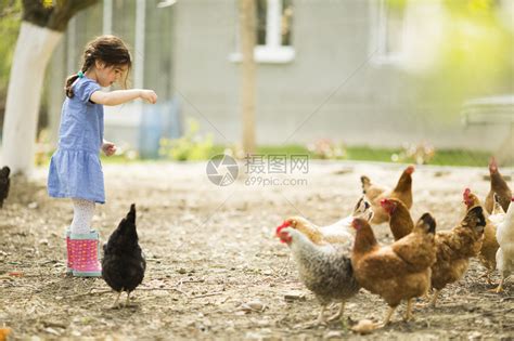 喂鸡的小女孩高清图片下载-正版图片502510784-摄图网