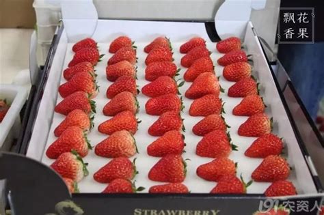 新草莓高清图片下载-正版图片501149831-摄图网