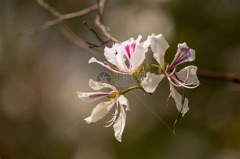 盛开的紫荆花紫色兰花树高清图片下载-正版图片505326979-摄图网