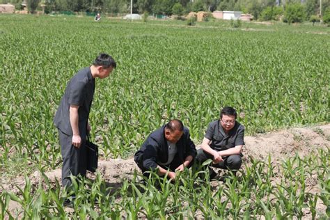 张掖市农业农村局-张掖成为全国玉米种子质量认证开启地
