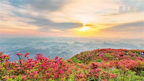 满山的映山红花的图片,大别山映山红大观园,映山红的图片(第3页)_大山谷图库