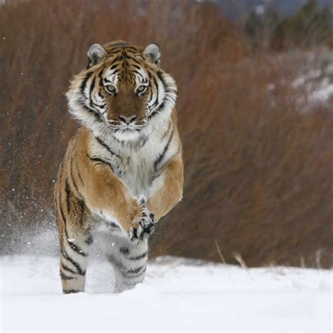 庞大的老虎图片-奔跑中的西伯利亚虎素材-高清图片-摄影照片-寻图免费打包下载