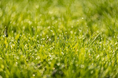 美丽的绿草地清新修剪有雨露和背景模高清图片下载-正版图片503219899-摄图网