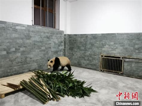 走，去熊猫家做客！_凤凰网视频_凤凰网