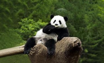 “最后的大熊猫”被发现了，大熊猫祖先起源于云南？_凤凰网资讯_凤凰网