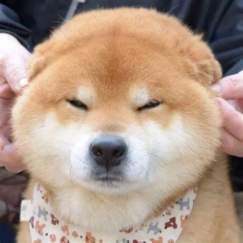 柴犬北登图片