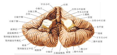 脑结构图解剖图图片