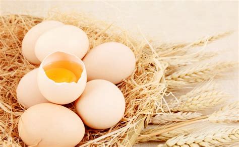 9月涨价预期高 鸡蛋期货合约走势分化-农产品期货-18期货网
