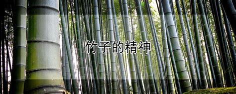 竹子的特点和品质 - 惠农网