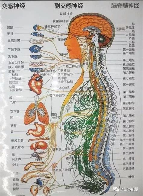 脊柱神经分布图,腰椎,脊髓节段分布图(第5页)_大山谷图库