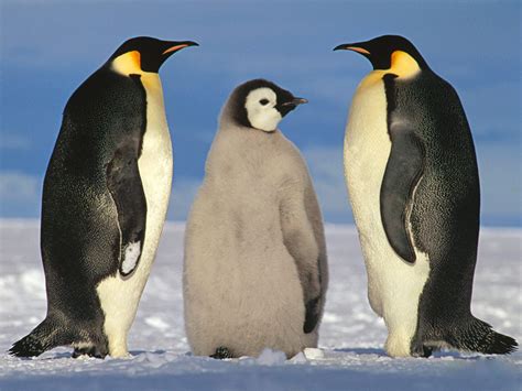 企鹅是哺乳动物吗？是蛋孵化的还是生出来的 - 生活常识 - 蚂蚁分类目录