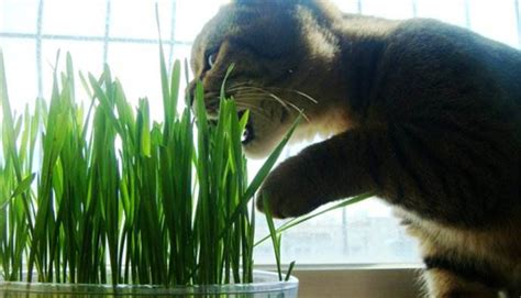 猫咪为什么吃猫草？猫草好处大揭秘-宠物网