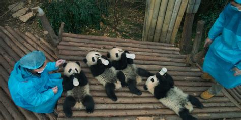 大熊猫,竹,熊猫,正面视角,外立面,水平画幅,符号,巨大的,熊,都市风景,摄影素材,汇图网www.huitu.com