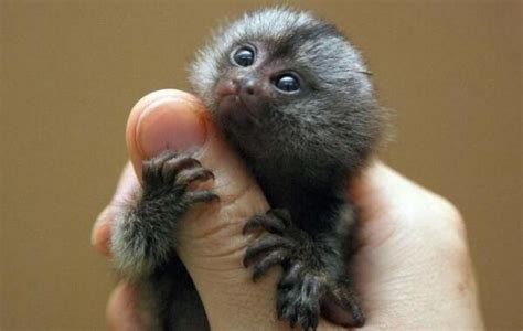 世界上最小的猴子降生，两只小指猴（没有人一根拇指长）-小狼观天下