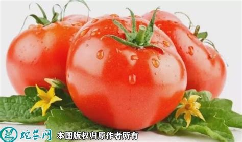 新疆“皮辣红”之：西红柿 - 知乎