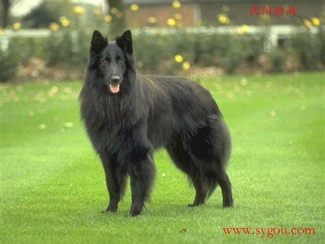 纯黑色的德国牧羊犬图片大全-宠物王