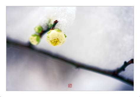 【白雪红梅摄影图片】梅花山生态摄影_太平洋电脑网摄影部落