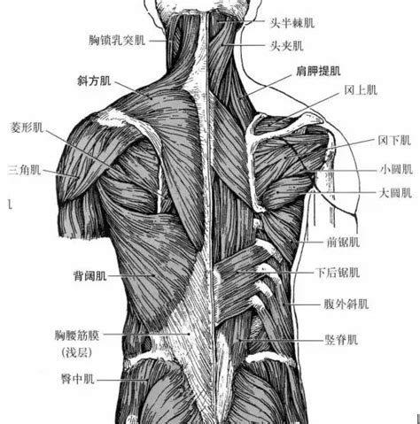 人体肌肉解剖图_肌肉网