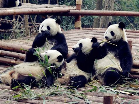 中华国宝熊猫大熊猫，你了解多少？_挂云帆