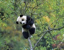 自然遗产：四川大熊猫栖息地——卧龙、四姑娘山和夹金山（上）|大熊猫|栖息地|四川_新浪新闻