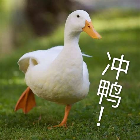 冲鸭图片