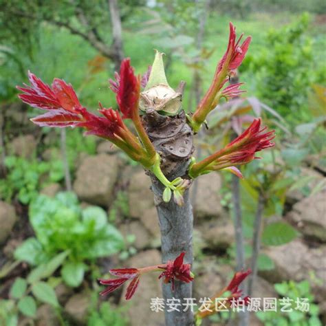 泰安香椿苗价格优惠红油香椿苗品种 山东香椿苗提供种植技术-阿里巴巴