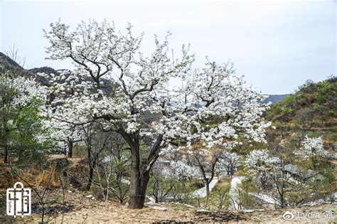 四面环山梨花海！来房山畅游这处“天然氧吧”！