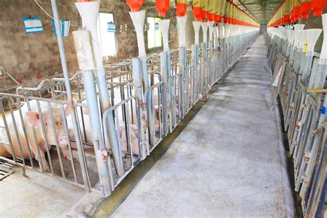 生猪养殖存巨大整合空间 神农集团产业链一体化促发展__财经头条