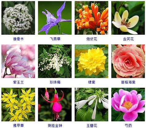 花的种类花朵,花的种类最多_大山谷图库